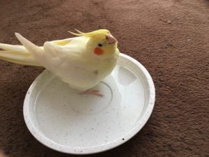 インコの写真